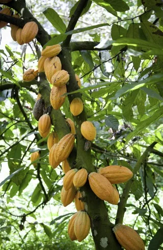 cocoa_beans_on_the_tree.jpg