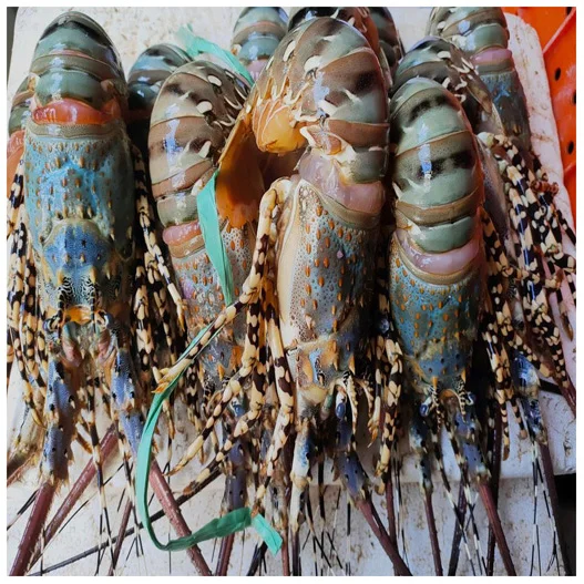 Wholesale Price Top Quality Delicious and Healthy Seafood Whole Raw Frozen Spiny Lobster for Bulk Purchase