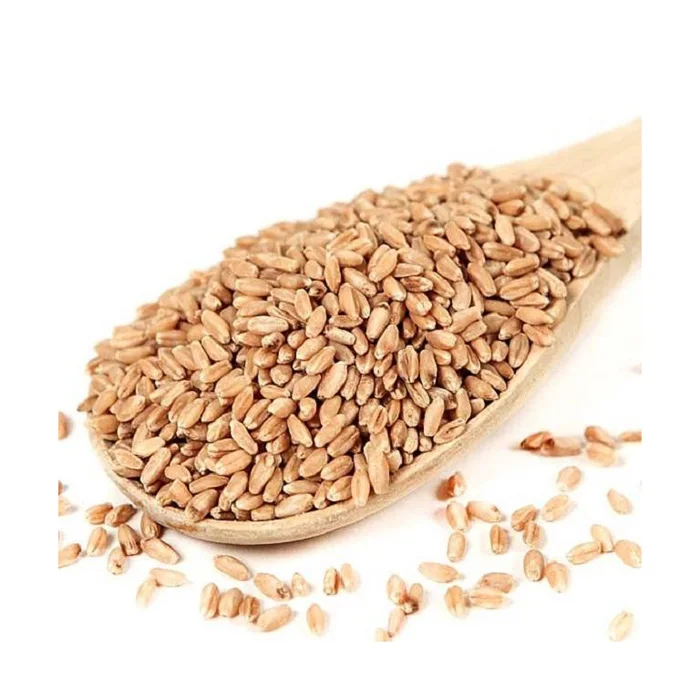 Wholesale Supplier Best Quality Organic Whole Wheat Grain For Sale In Cheap Price