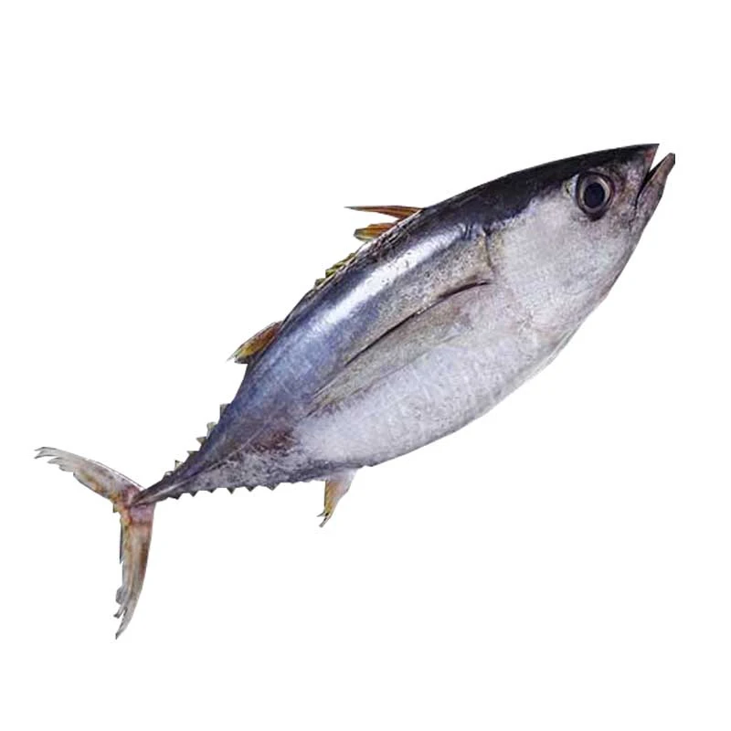 Hot Selling in 2021 for Frozen Tuna Steak The Yellowfin Tuna Steak CO Shipping from SA Bulk Packaging Shelf Origin Life ISO