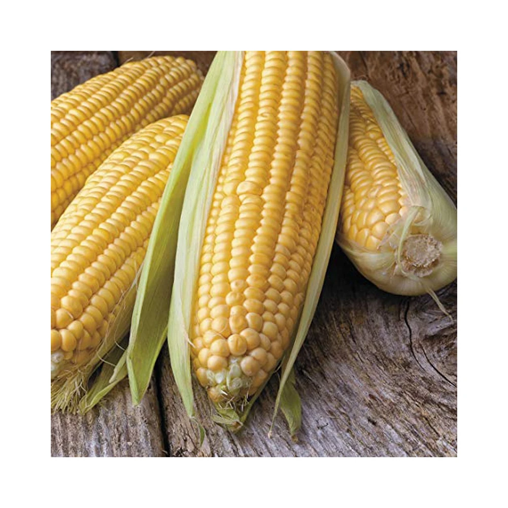 Sale Leading Exporter Of Premium Quality Corn Maize Seeds 100% Natural Dried Corn Seeds Buy At Wholesale Price