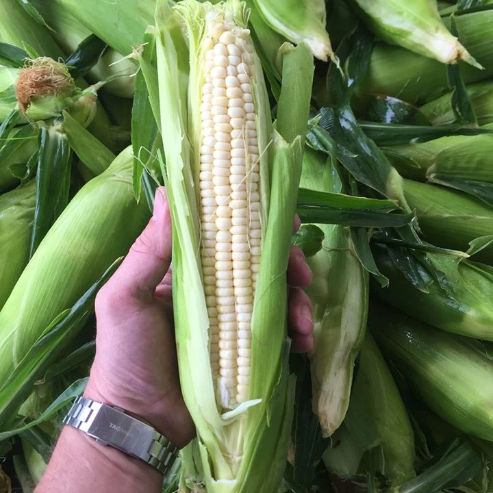 Bulk dried white corn and yellow corn Available