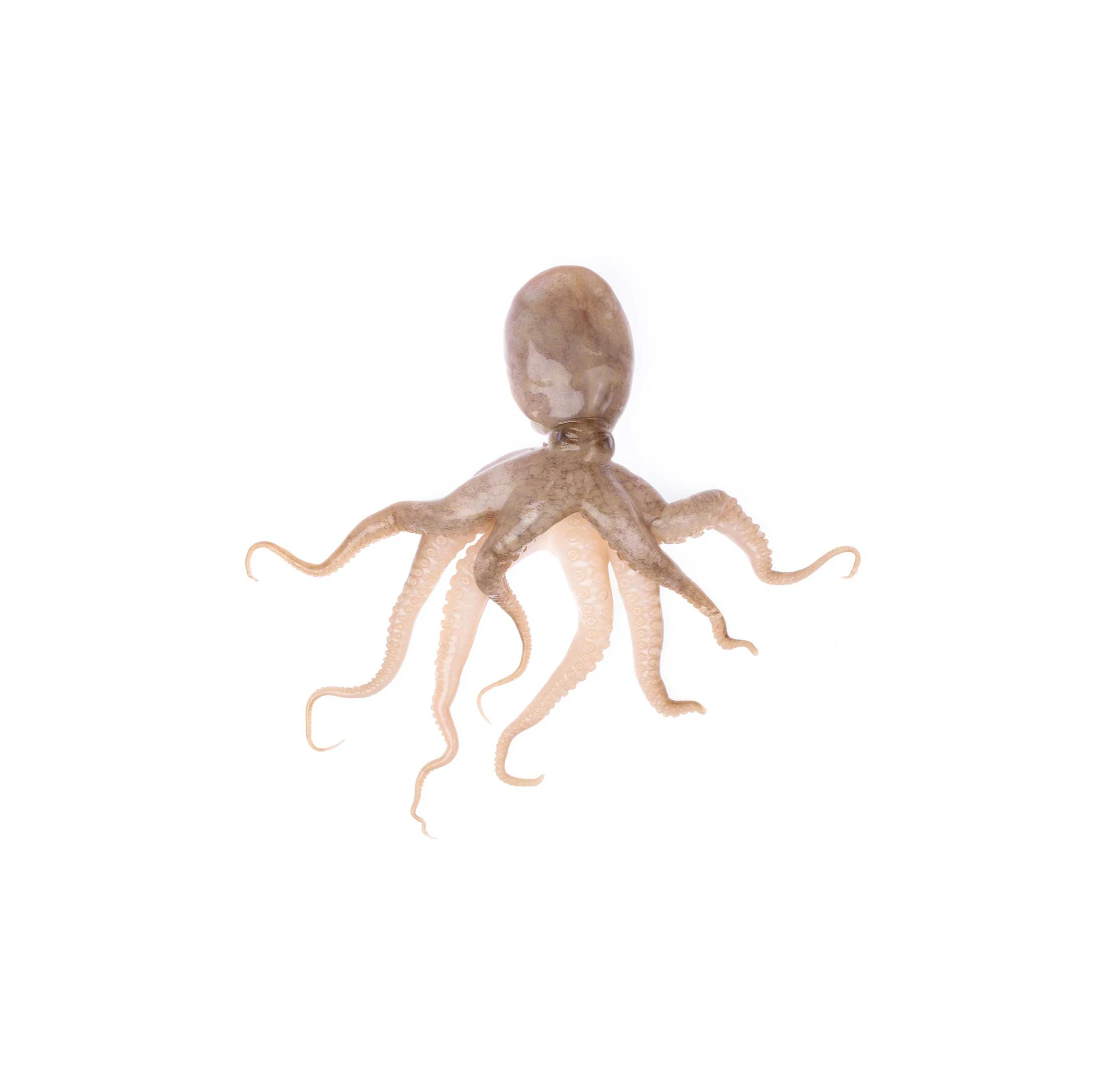 All size Fresh octopus whole year around with price quotations