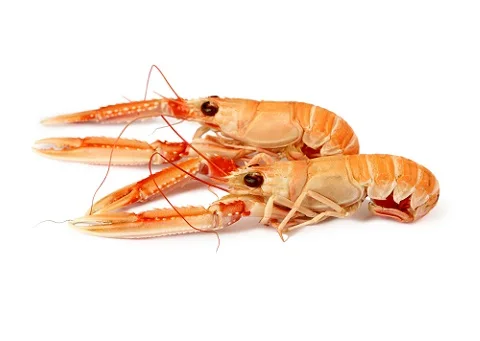 Frozen Lobster / Frozen Lobster Tails / Fresh Live Lobsters