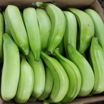 TOP QUALITY GREEN CAVENDISH BANANAS WITH GOOD MARKET FACTORY PRICE