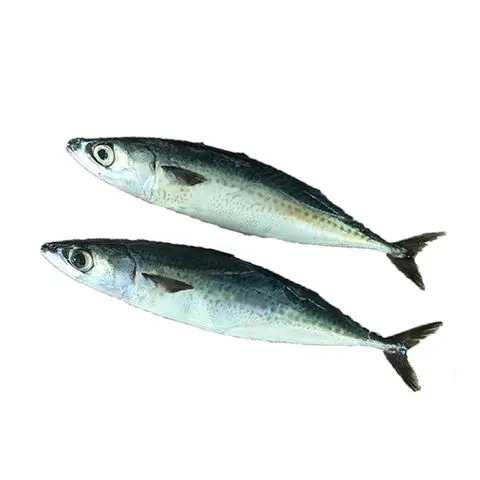 Quality Fresh Frozen Mackerel fish 400-600g For Sale rounded and torpedo-shaped, with a slender, keeled tail base