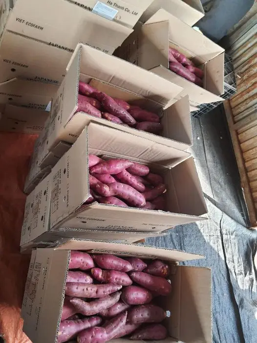 High Quality Fresh Sweet Potato with best price From Vietnam