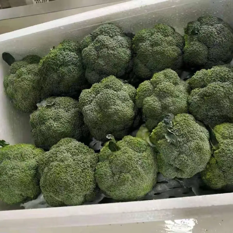 Organic fresh vegetables wholesale Chinese broccoli high quality broccoli export from China