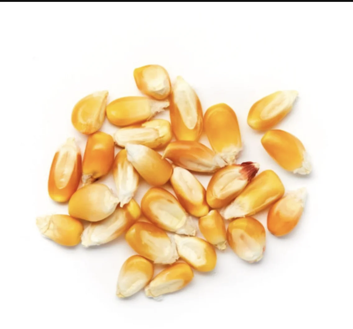 Best Wholesale New Crop Non GMO Yellow Corn Maize for human and animal feed grade consumption