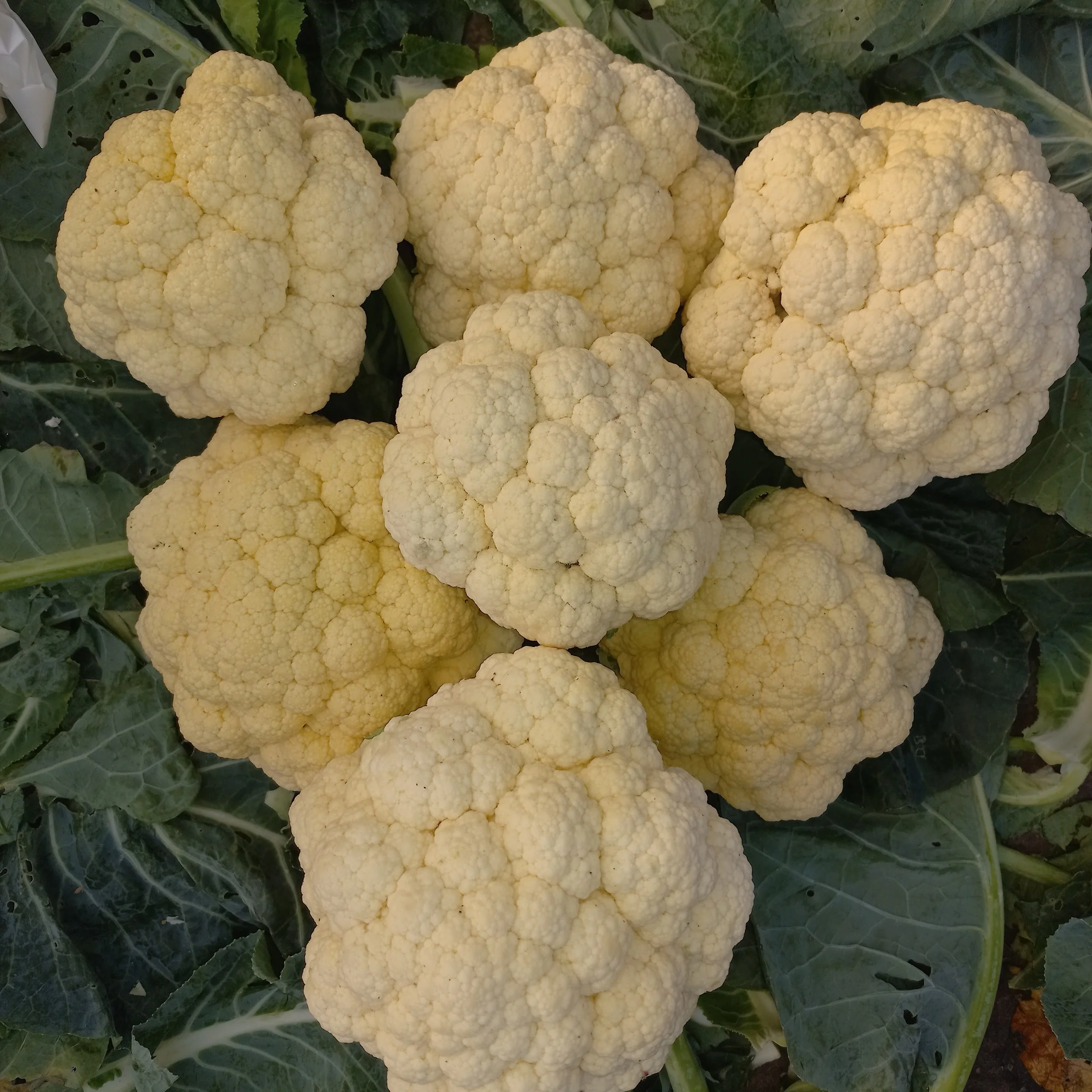 Gorgeous Fresh Cauliflower from Golden Vietnamese Supplier Certified ISO HACCP Wholesale Price