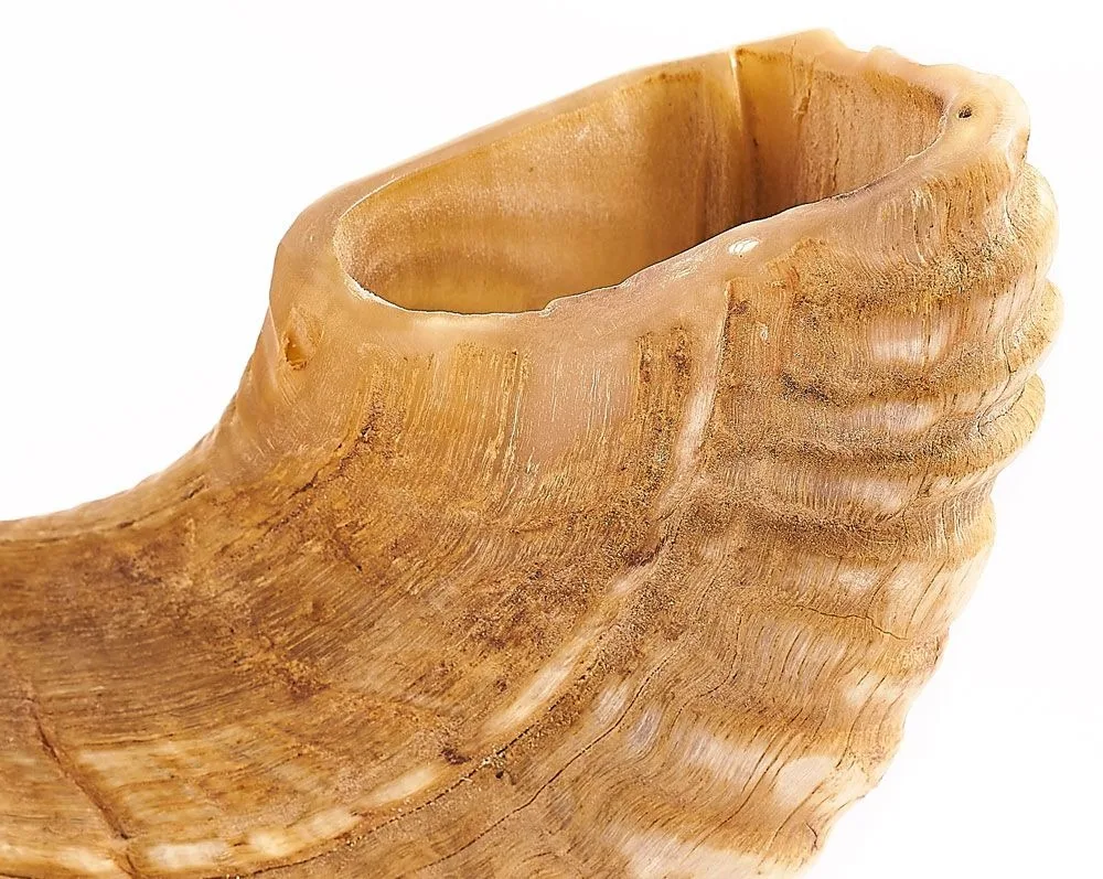 100% Natural Ram Sheep Shofar Horn  Medium Size Odorless, Half Polished  Perfect Jewish Gift for Men & Women  Musical Instrument