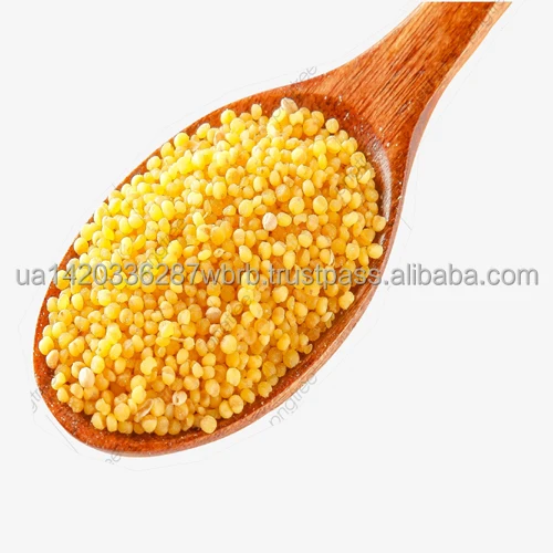 Best Selling Glutinous Broomcorn Foxtail Millet