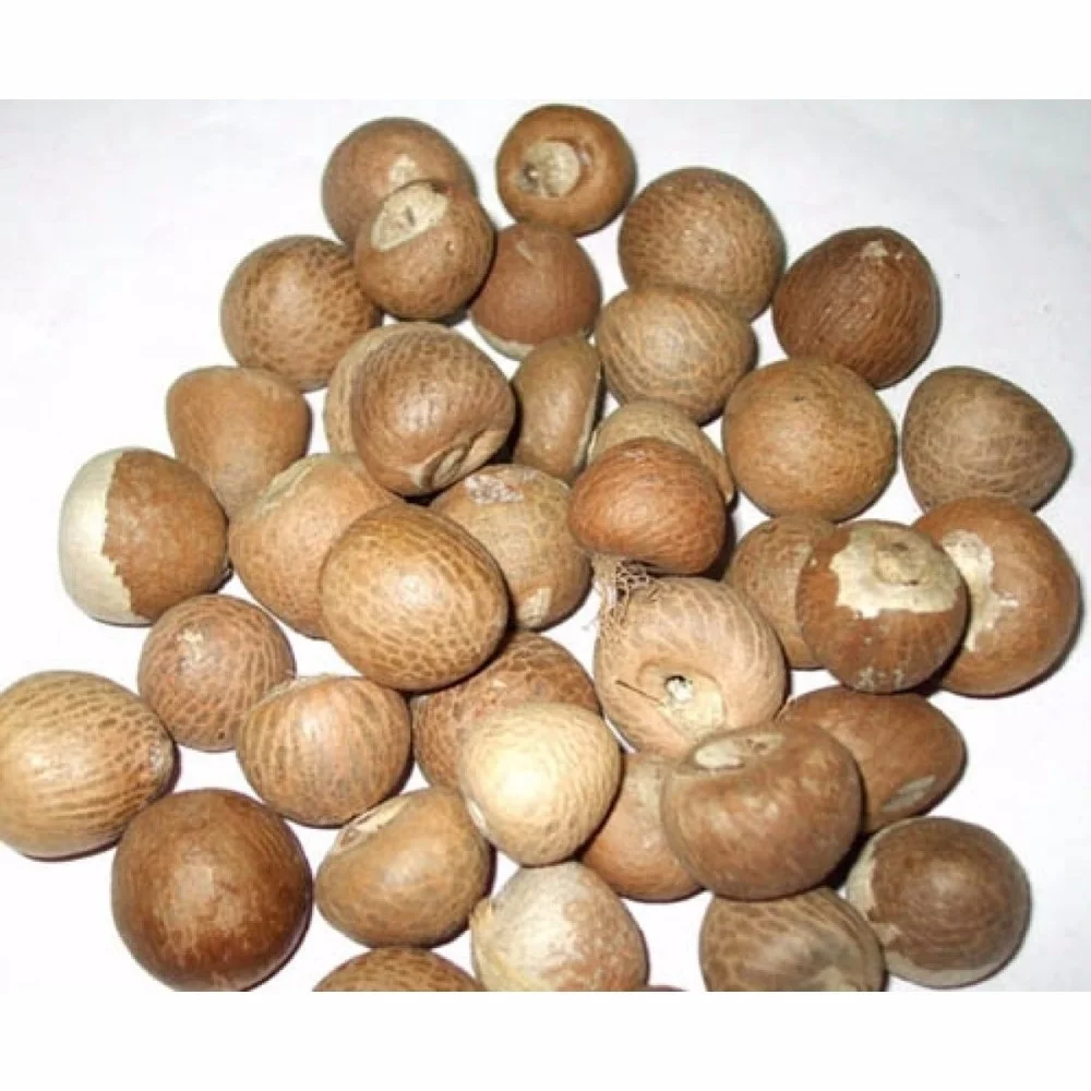 Best Selling Export Quality Areca Whole Betel Nut High Quality Betel Nuts Products