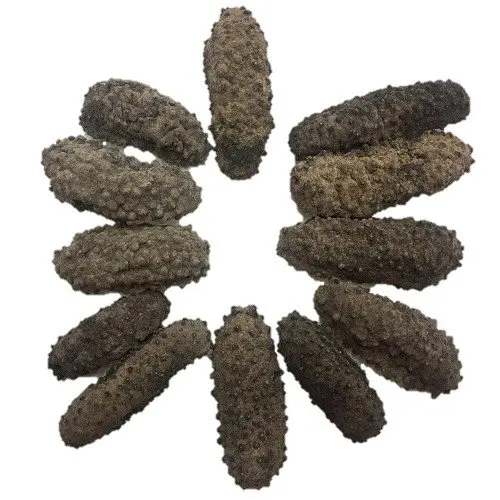 PREMIUM grade Dried Sea Cucumber for sale Sea Cucumber for wholesale Dry Sea Cucumber available