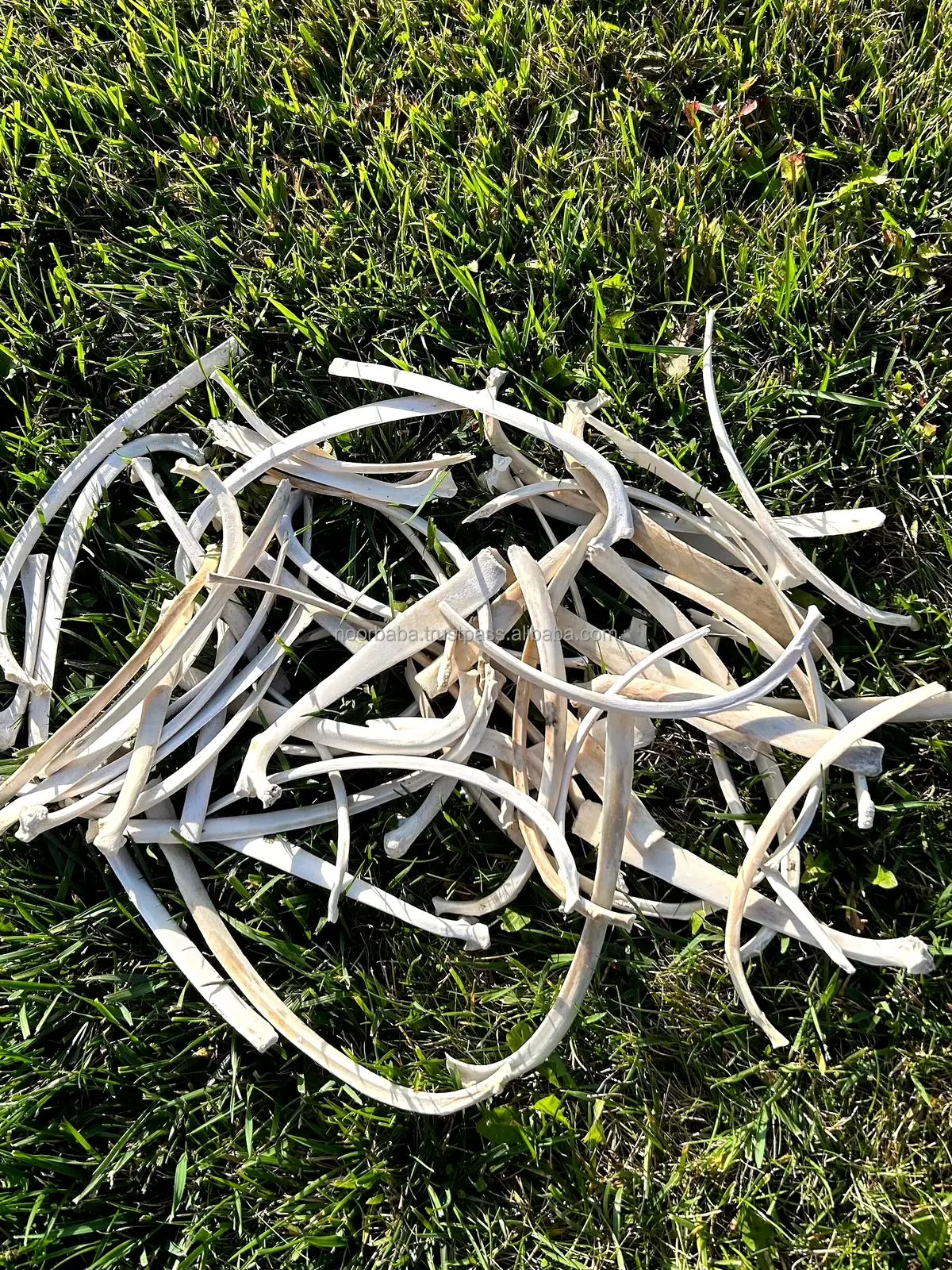 Buffalo  bone  rib and camel bone rib