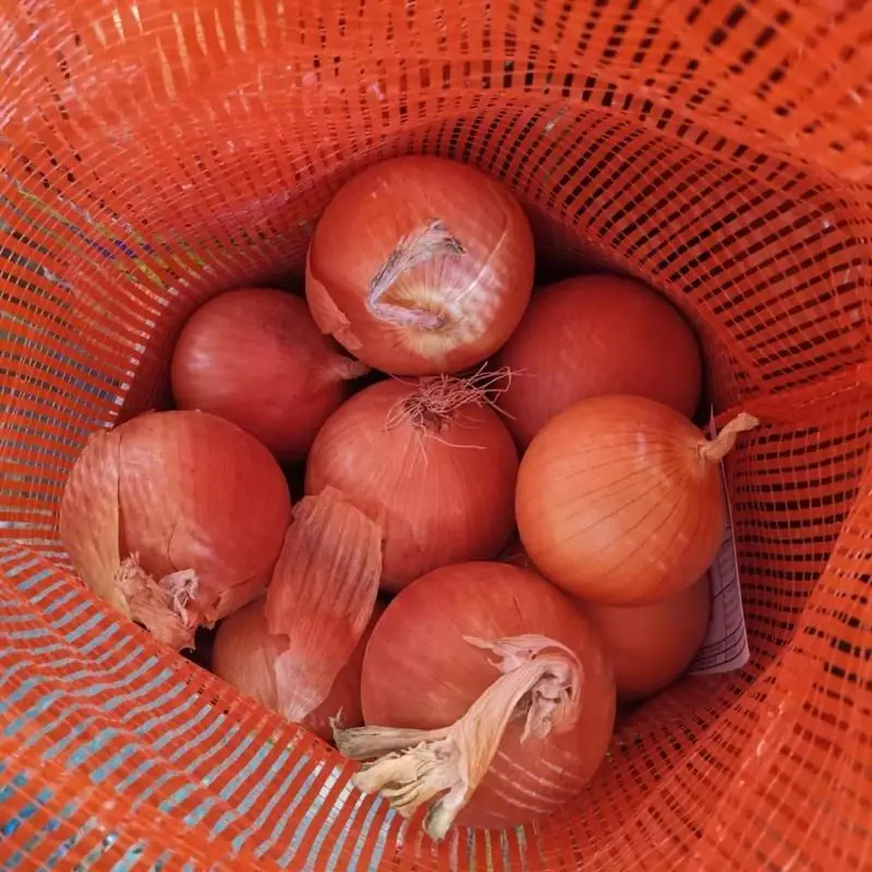 new crop fresh onion with good price