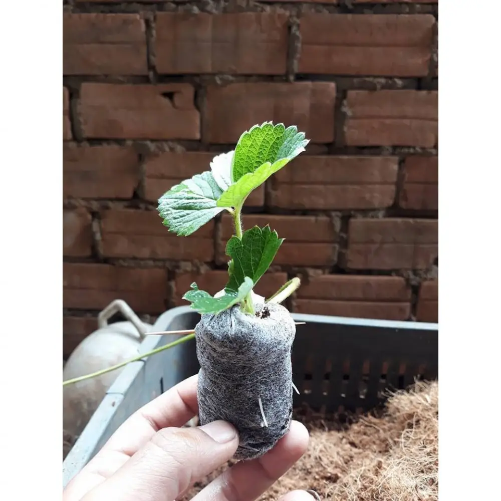 Wholesale Coco Peat Pellet For Growing Plants Coco Coir Pellet Fiber Soil For Planting Coconut Coir Seed For Gardening