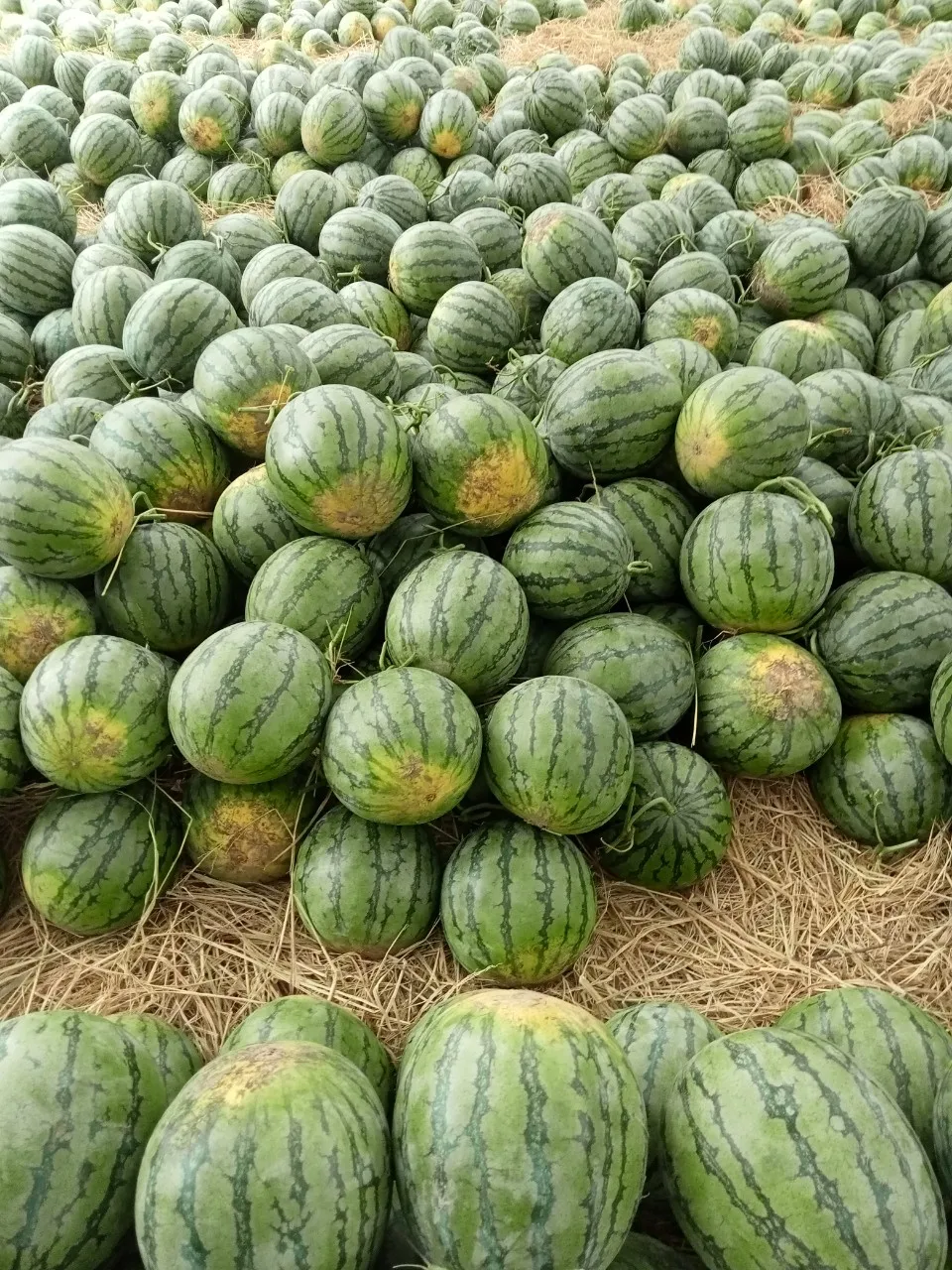 Watermelon Fresh Watermelon vietnam Water Style Organic Weight Origin Type Size Grade Express Product ISO Place Melon PORT