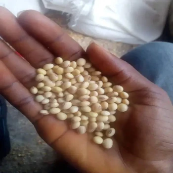 Best Quality Natural and Non- GMO Yellow Soybean Seeds / Soybean / Soya beans High QualitySouth Africa Origin