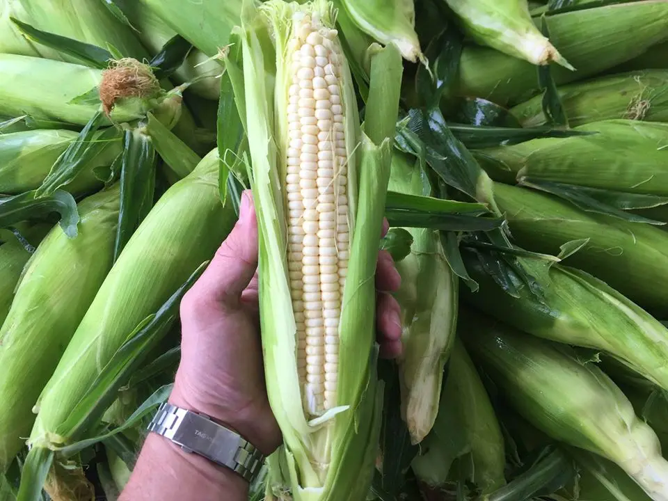 Argentine High Quality Yellow Corn Export Quality South Africa Origin Dried Grade Product White Corn