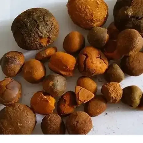Cow Gallstone / Natural Bezoar (Gallstone) from Lithuania