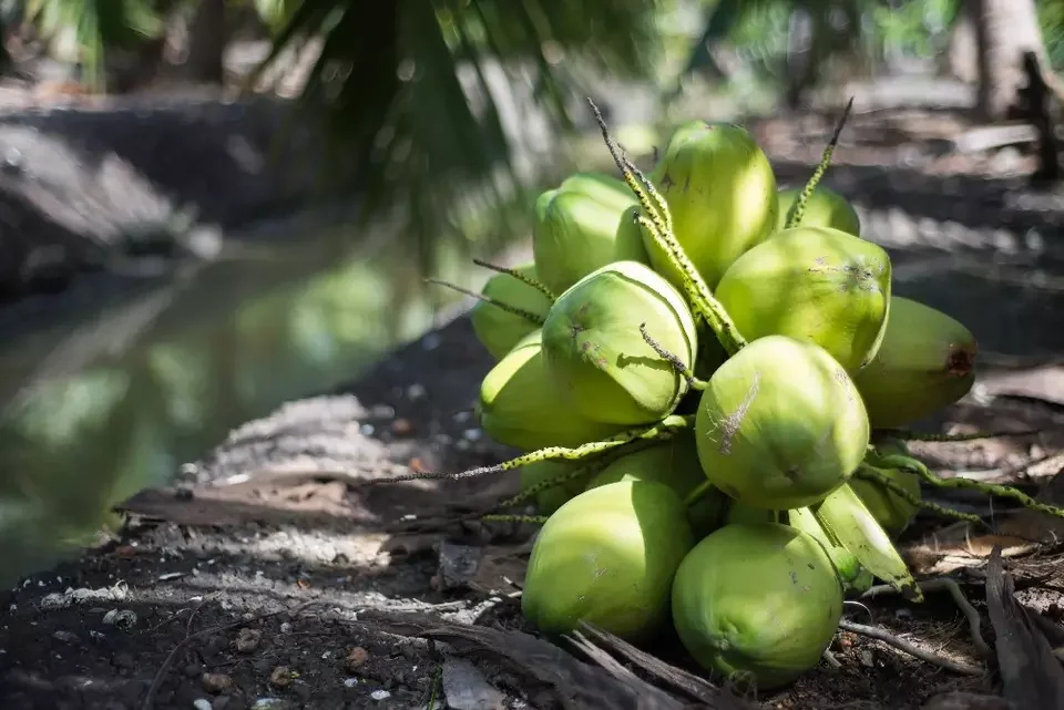 Ready to Ship Tropical Fruits Young Coconut Top quality  Full-Husked Diamond Cut Green Fresh Coconut   from Thailand
