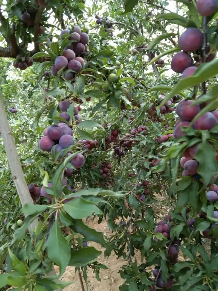 High Quality Fresh Juicy Red Plums Tasty Delicious Sweet Premium Grade 100% Natural from Thailand Farm