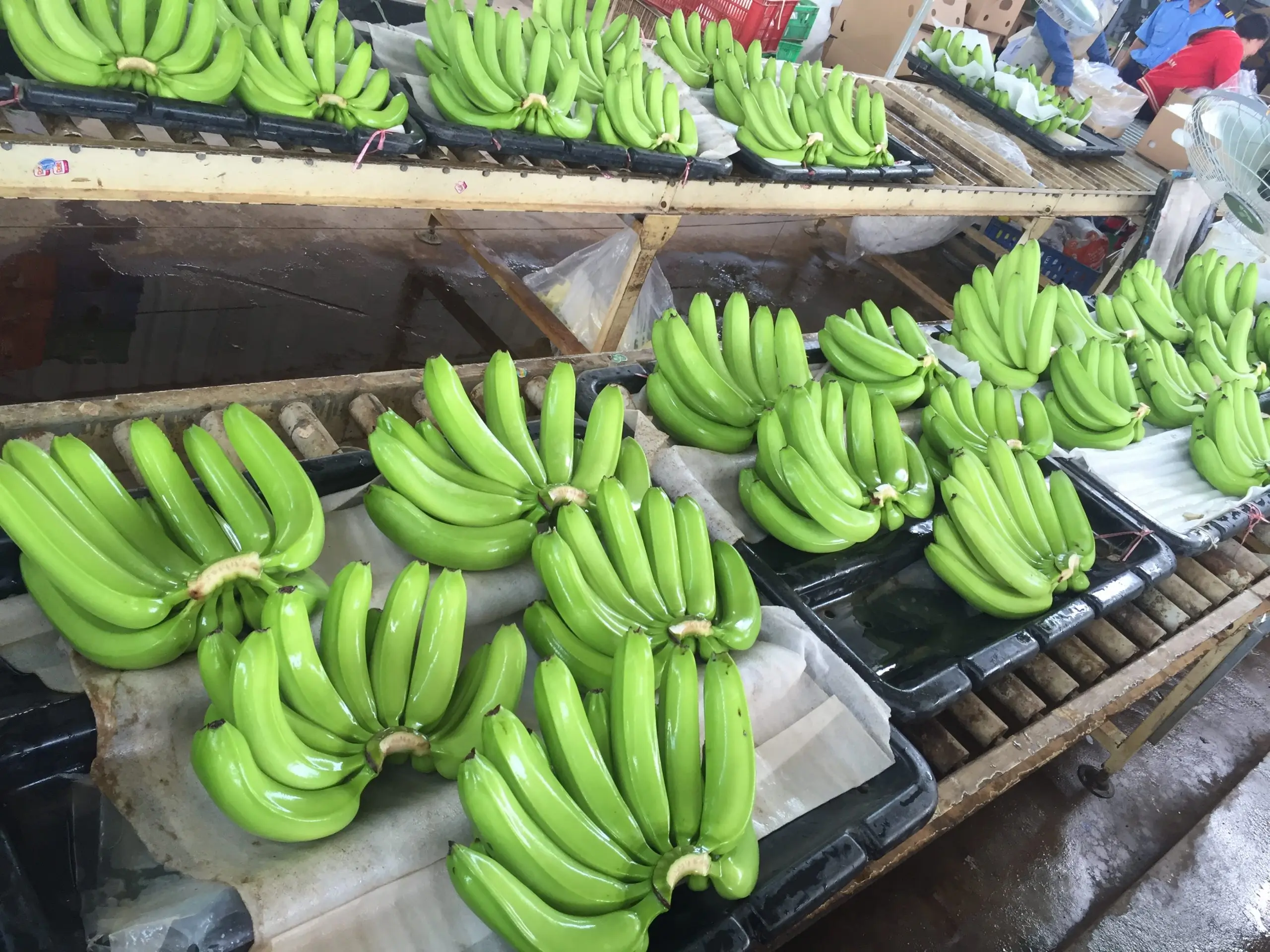 100% Natural Fresh Cavendish Bananas Whole Shape Fresh Quality Assured Bulk Packaged and IQF Frozen by Supplier