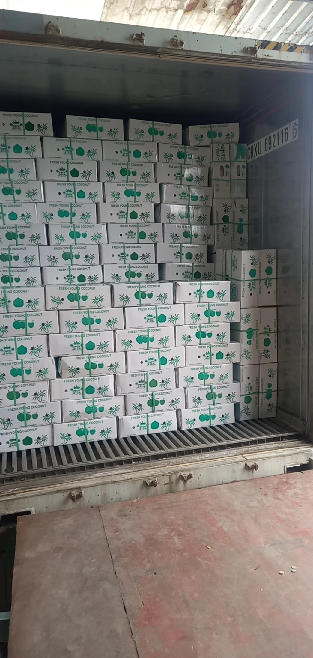 Поставщик тропических фруктов/кокосового молодого частичного зеленого очищенного кокоса/молодой очищенный кокос из Вьетнама (Whatsapp 84 366 808