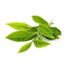 Hot selling Indian green tea extract  loose  sliming tea for weight loss and detox