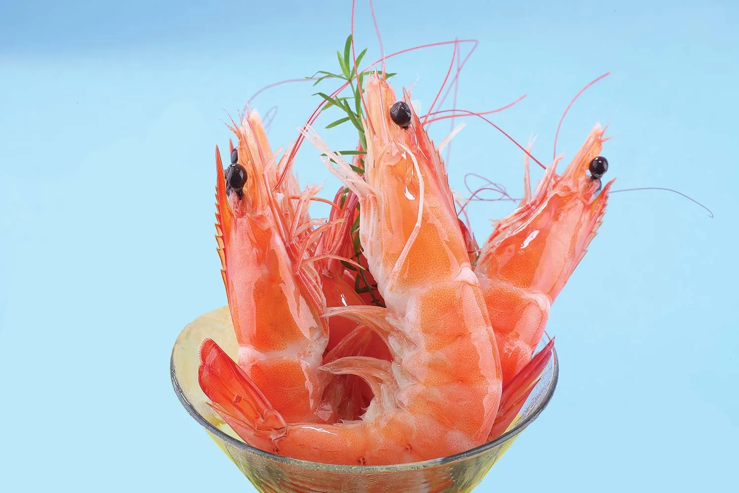 Vannamei Shrimp HOSO Cooked IQF from Vietnam New Product Seafood Frozen Cooked Peeled Prestigious Manufacture