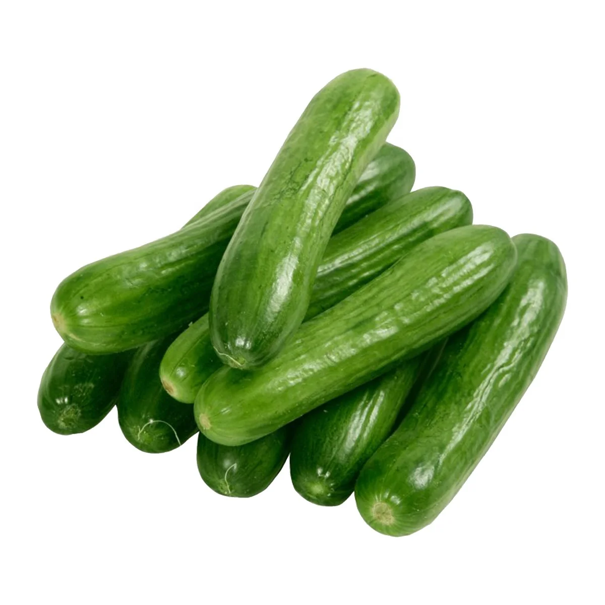 Fresh organic dried best quality cucumber