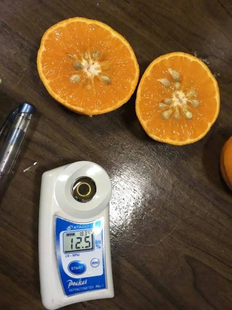 Natural Valencia Orange Very Sweet Juice Citrus Fruits Supply Manadarin, Lemon concertrates