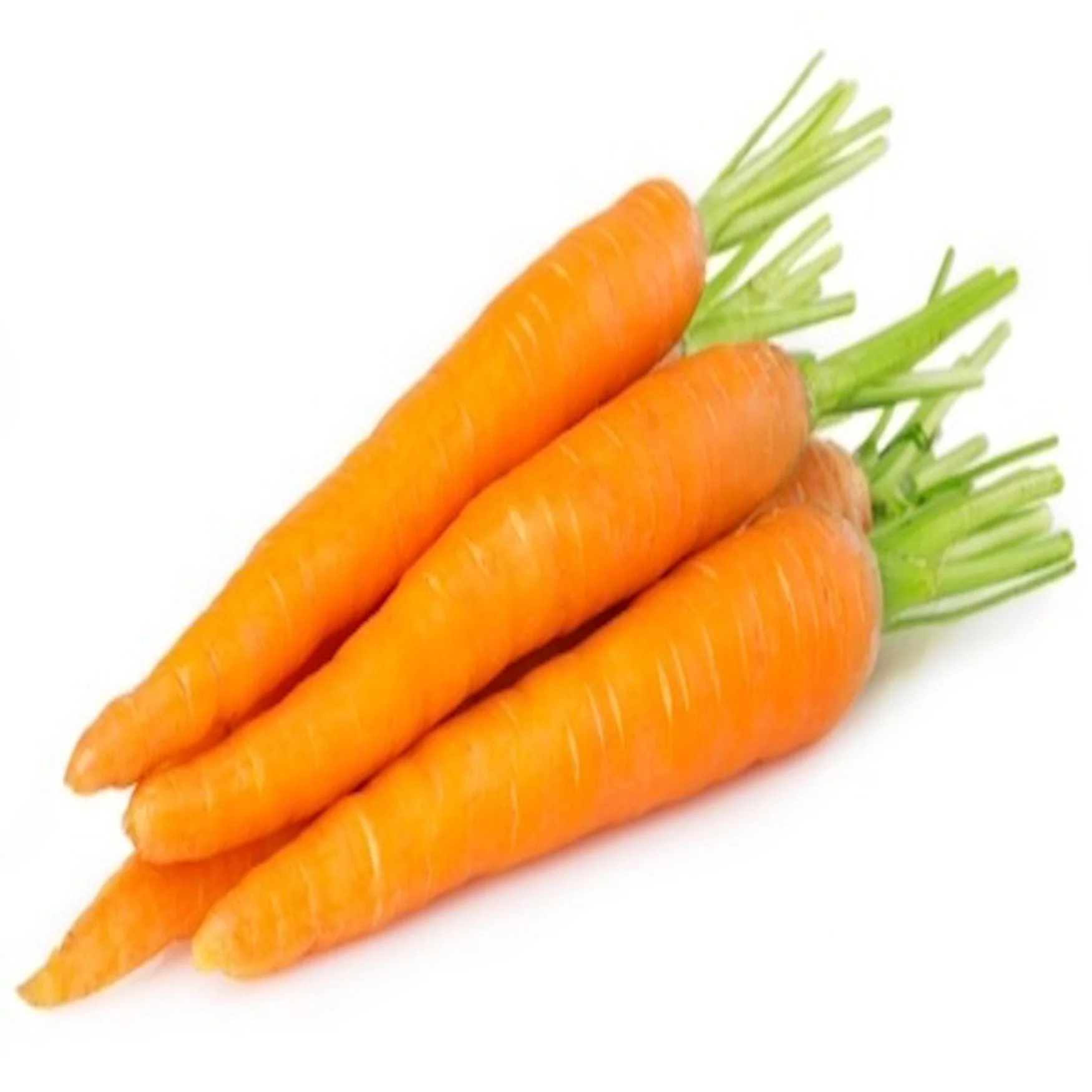 Wholesale Fresh Carrots