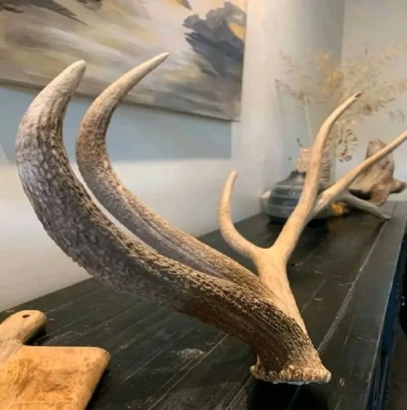 Deer Antlers in Bulk High Quality at a Wholesale Price Buy Today Fast Shipping Guaranteed for sale