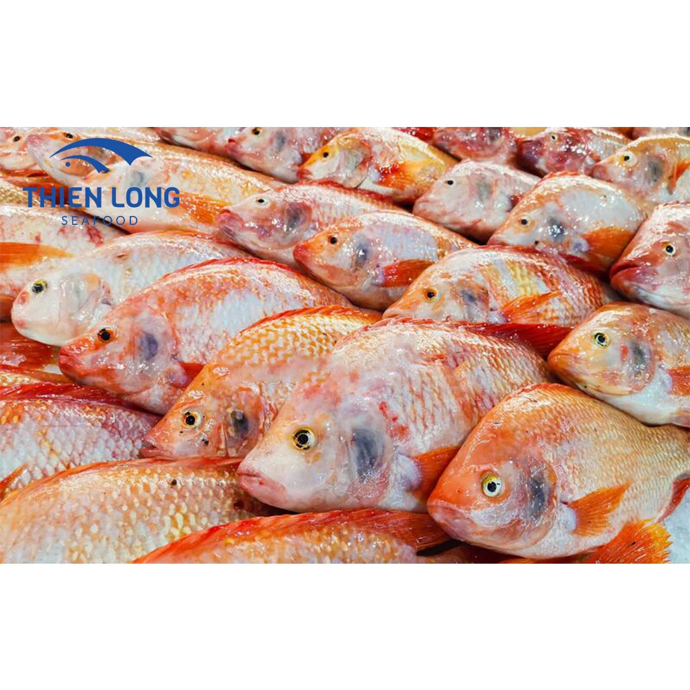 Wholesale frozen red tilapia fingerlings fish price for seafood for export in bulk to make fish balls
