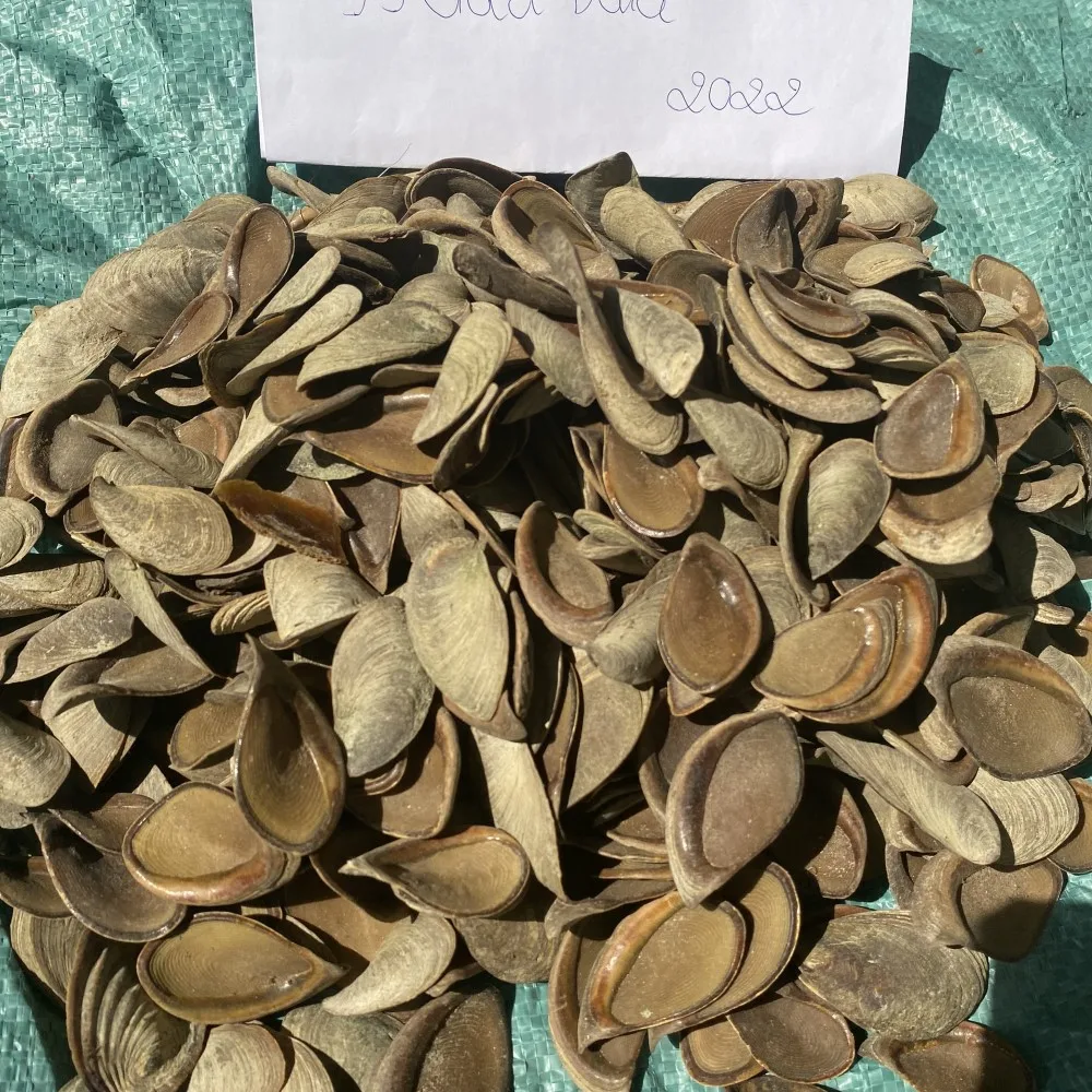 Best Price Seashell Murex Operculum cheap price / murex snail / Quality Operculum Shell HIGH QUALITY