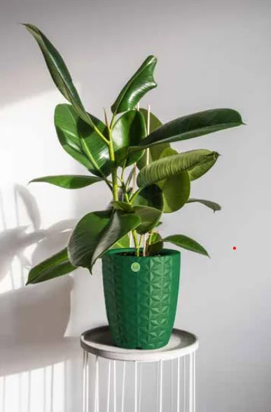 chau kim cuong 3.png