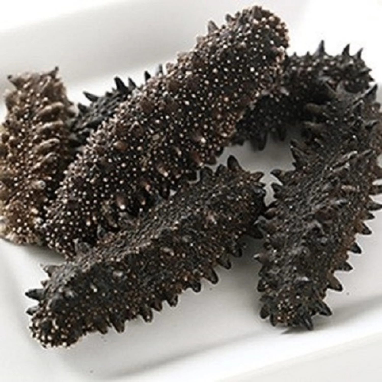 Natural High Quality Dried and Frozen Sea Cucumber