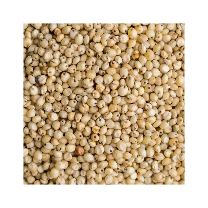 Best Quality Glutinous Red Sorghum For Human And Animal Consumption