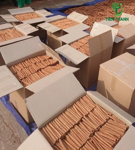 Lauraceae /Cinnamon Danish / Sai Gon Cinnamon/ Ecorce de Cassia Cinnamon