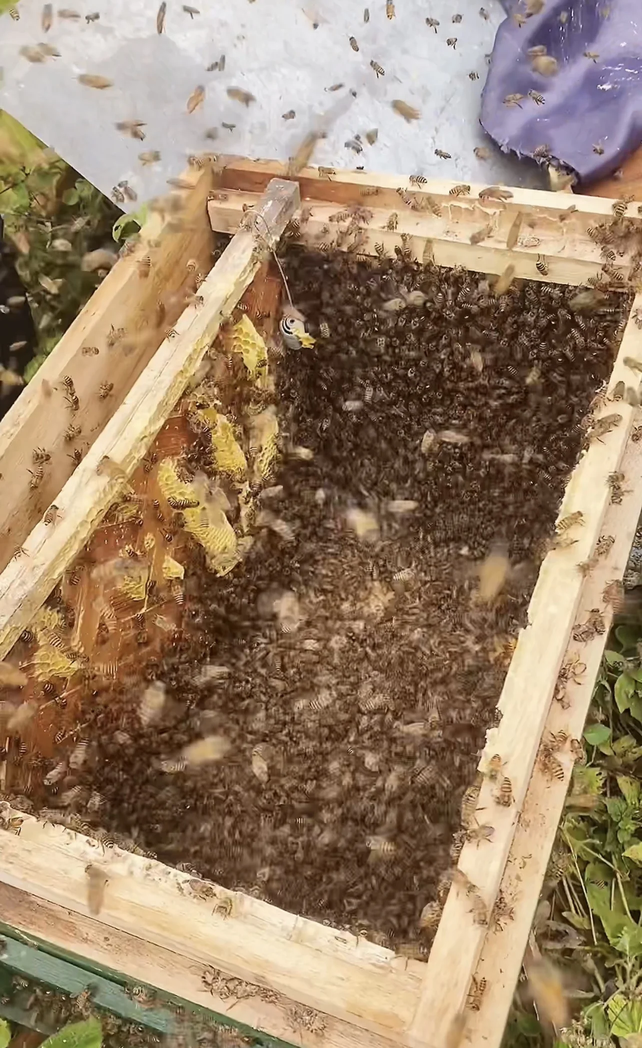 OEM/ODM Support Quality Best Low MOQ Price Reasonable Package natural bee honey Mint Honey From Vietnam