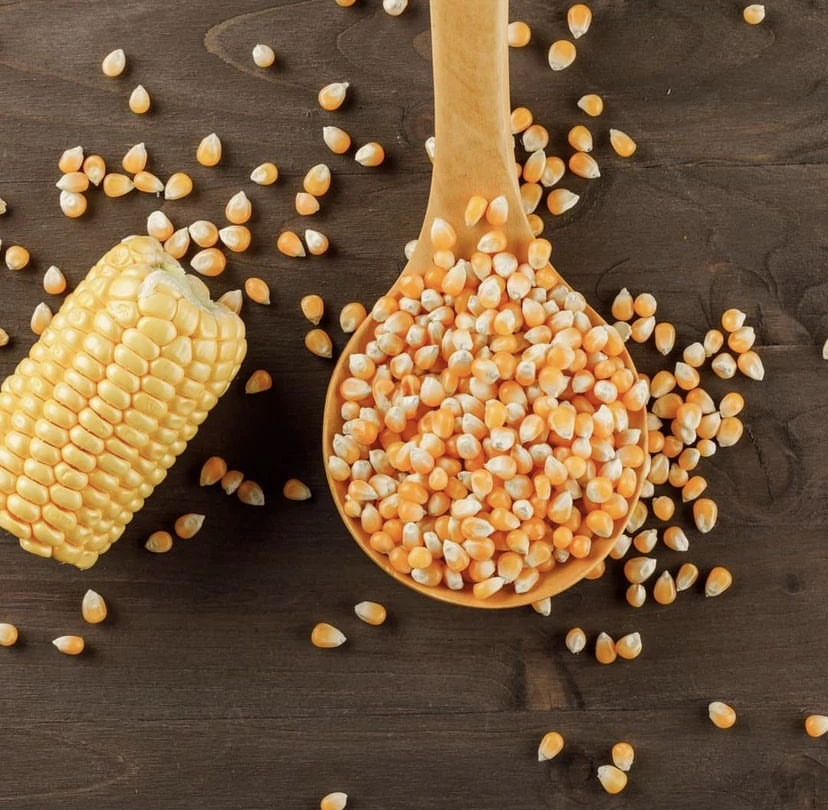 Wholesale Yellow Corn for Human Consumption Non Gmo Yellow Corn/ Yellow Corn