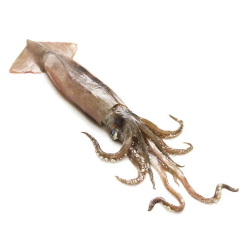 Good Quality Top Fresh Calamari Squid frozen/Illex Squid Frozen Seafood Export