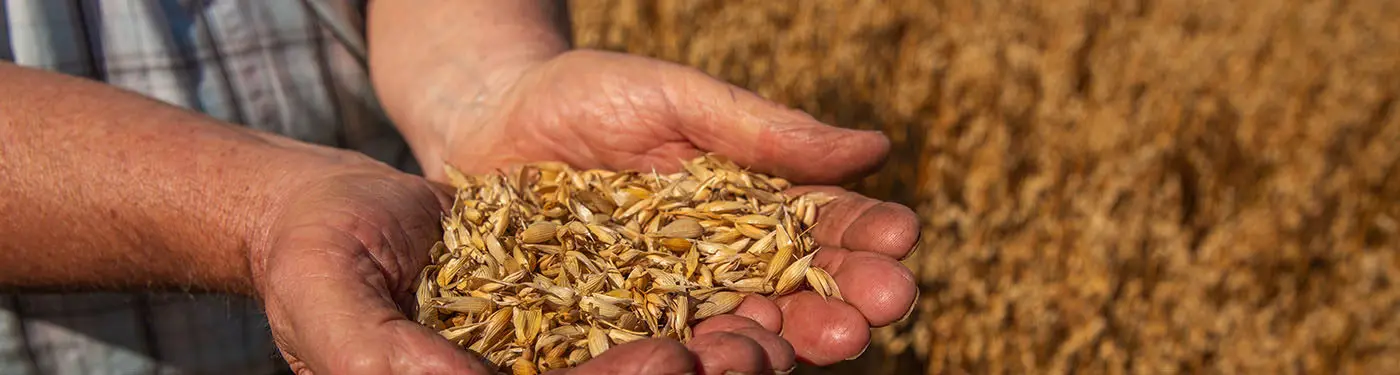 Wholesale Organic Oats wheat Grain