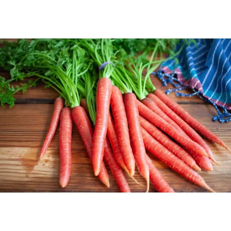 Greenhouse carrot kuroda export by MN GLOBAL IMPEX