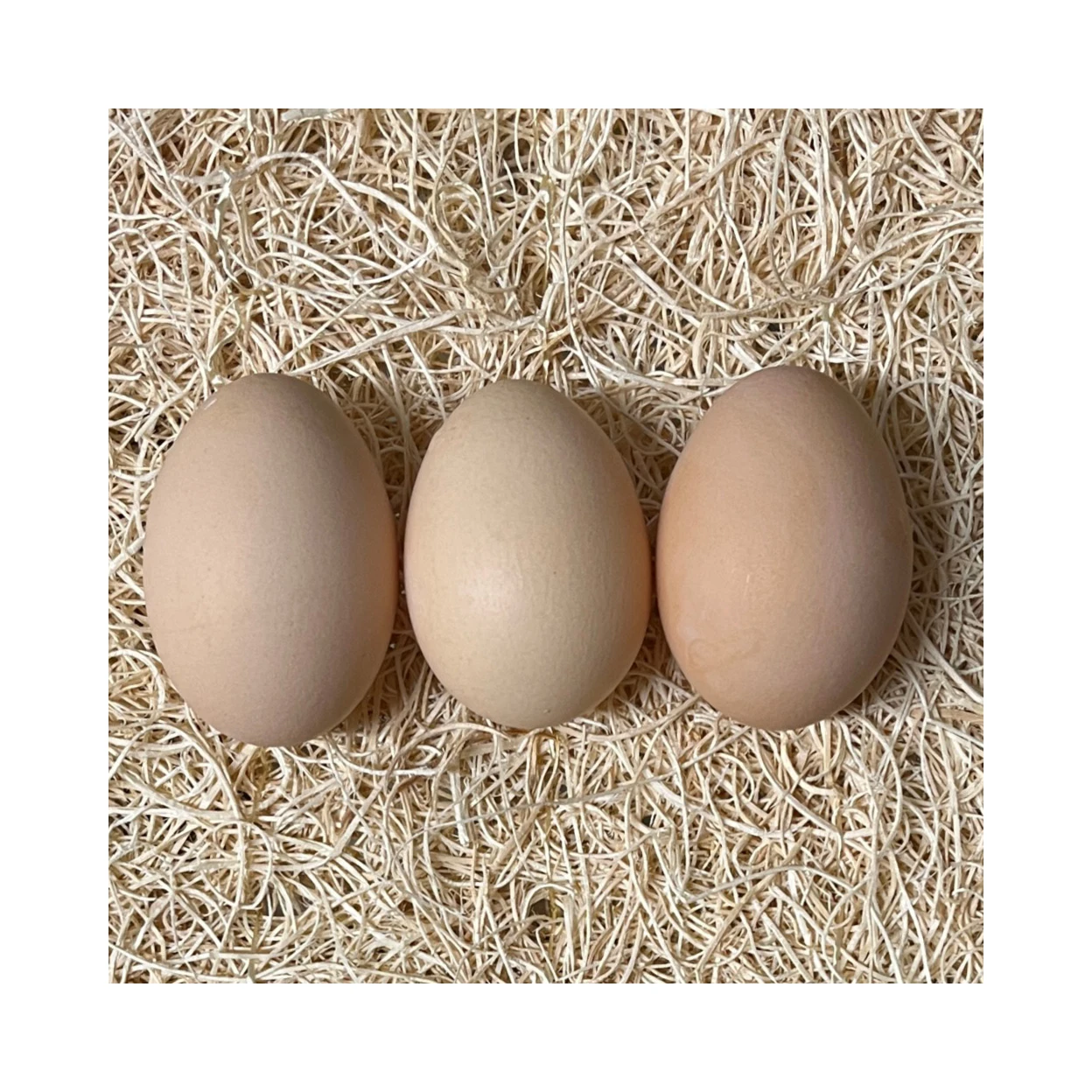 Broiler Hatching Eggs Ross 308 and Cobb 500 Chicken Table Fresh Supplier