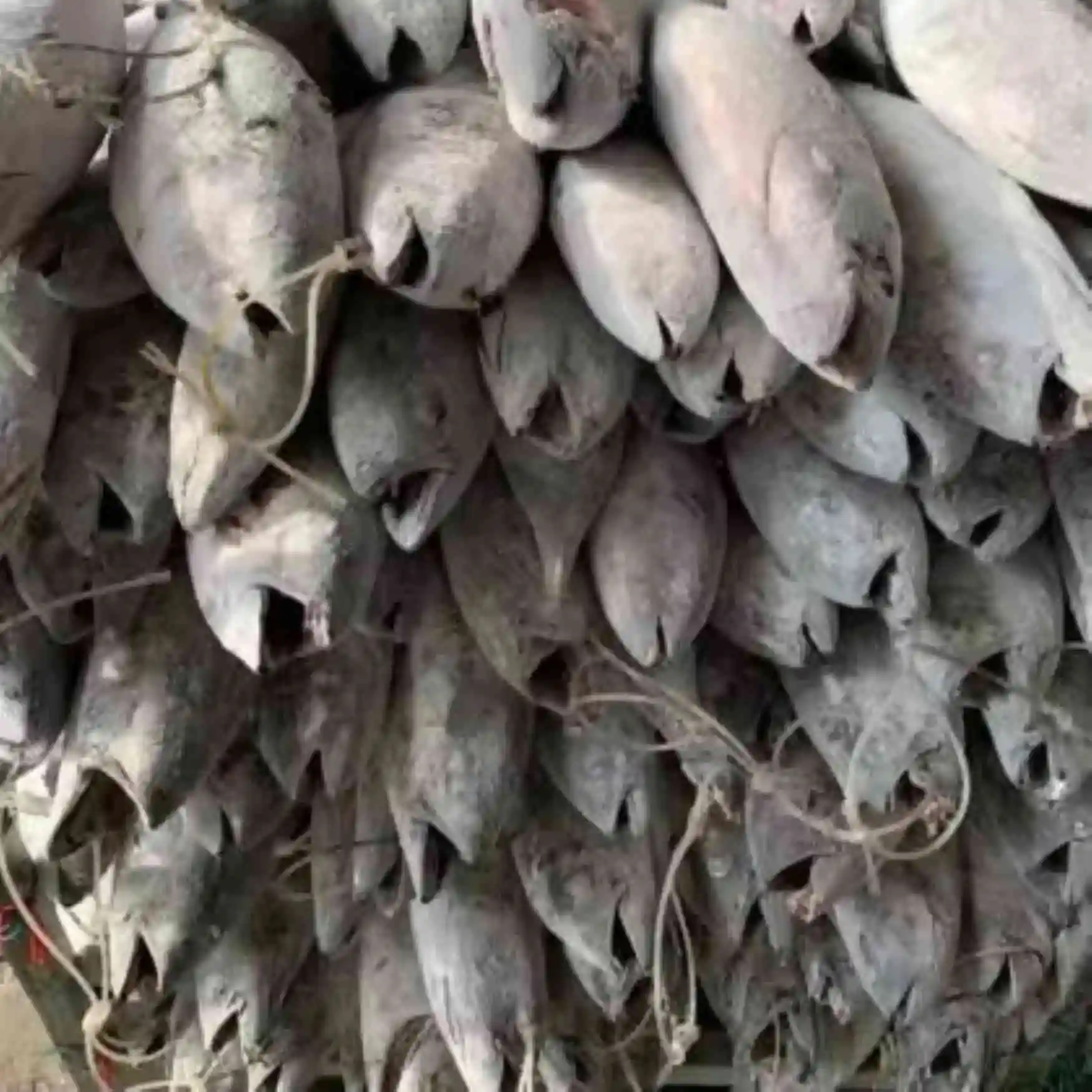 Свежая рыба замороженный желтый плавник тунца