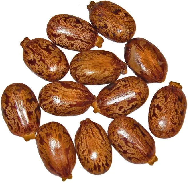 2023 Affordable High Quality Castor Seeds
