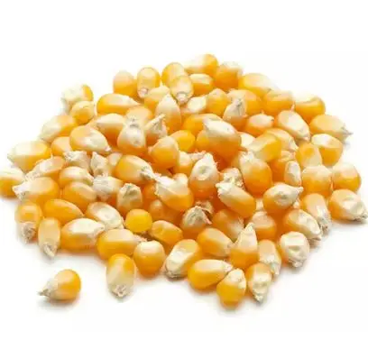 Factory Directly Sale Dried Yellow Maize Non GMO Yellow Maize Glutinous Maize ISO HALAL Approved Certified for Human Consumption